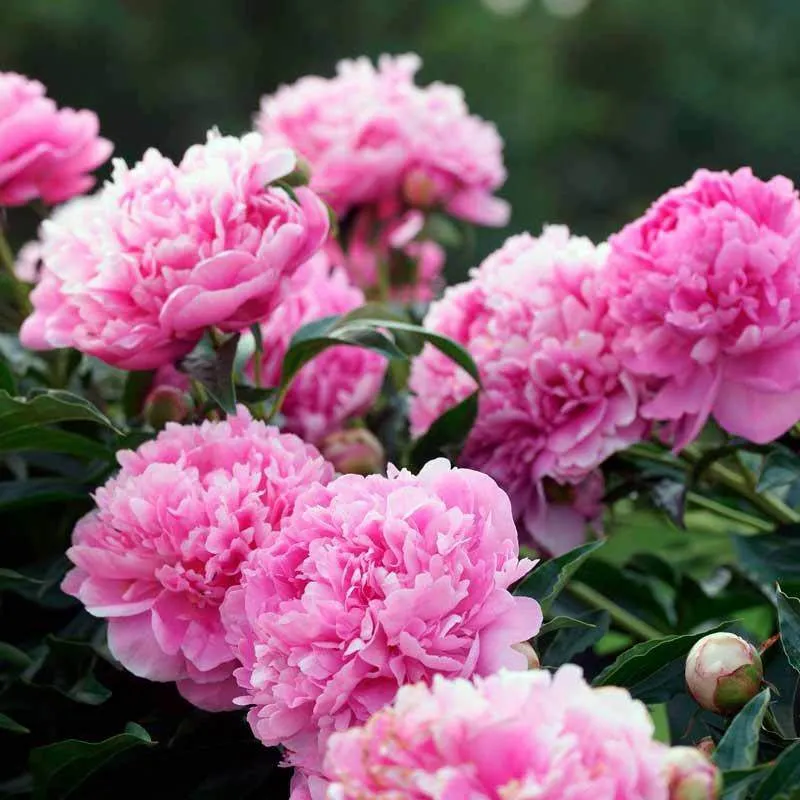 Розовые пионы.jpg Розовые пионы.jpg