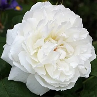 Саженцы роз ВИНЧЕСТЕР КАФЕДРАЛ английская  Саженцы роз ВИНЧЕСТЕР КАФЕДРАЛ английская в Реутове