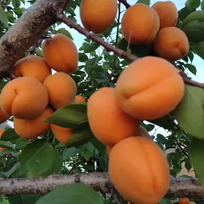 Абрикос ГОЛД РИЧ в Реутове