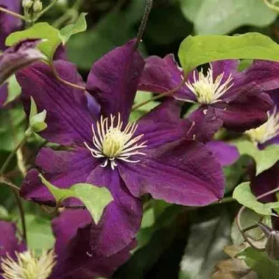 Клематис ГЕРОИ ВАРШАВЫ  Клематис ГЕРОИ ВАРШАВЫ в Реутове