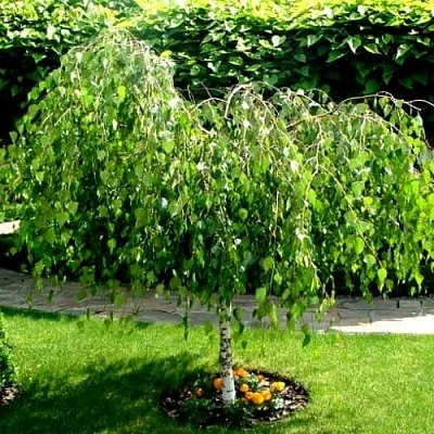 Береза  Береза в Реутове