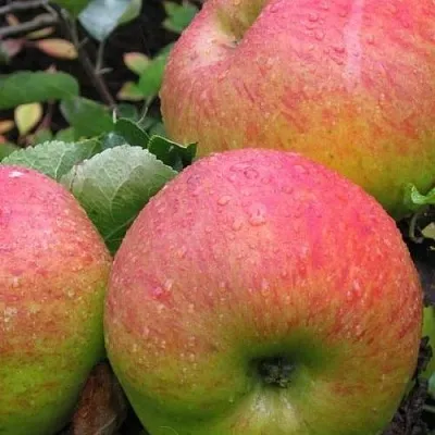 Яблоня ЯБЛОЧНЫЙ СПАС  Яблоня ЯБЛОЧНЫЙ СПАС в Реутове