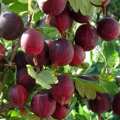 Крыжовник ХИННОМАКИ РОТ  Крыжовник ХИННОМАКИ РОТ в Реутове