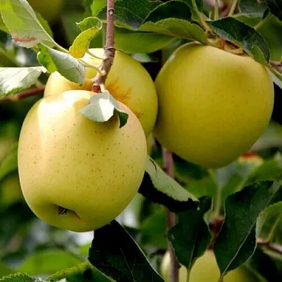 Яблоня ГОЛДЕН ВЛАДИМИРСКИЙ  Яблоня ГОЛДЕН ВЛАДИМИРСКИЙ в Реутове