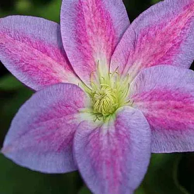 Клематис ЧЕЙНДЖ ОФ ХАРТ  Клематис ЧЕЙНДЖ ОФ ХАРТ в Реутове