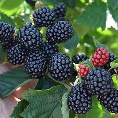 Ежевика ПОЛАР бесшипная  Ежевика ПОЛАР бесшипная в Реутове