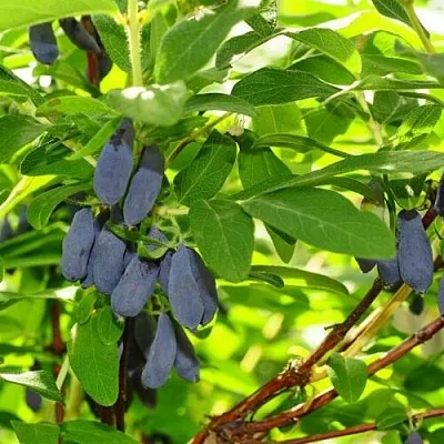 Жимолость съедобная ЛЕБЁДУШКА в Реутове