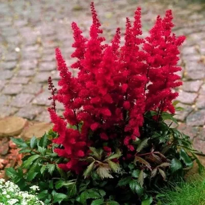 Астильба ГЛАТ Арендса — описание сорта Астильба ГЛАТ Арендса в Реутове