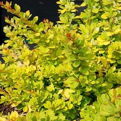 Барбарис СЕНСЕЙШЕН тунберга  Барбарис СЕНСЕЙШЕН тунберга в Реутове