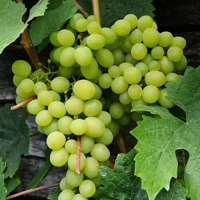 Виноград АЛЕШЕНЬКИН в Реутове