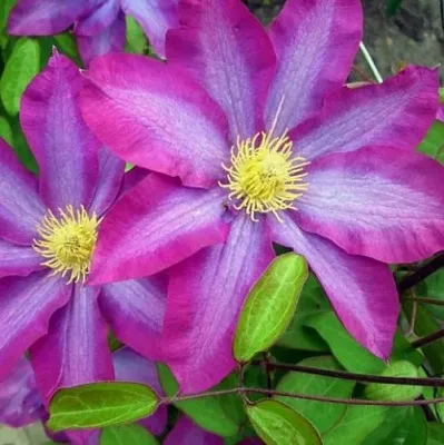 Клематис КАКИО  Клематис КАКИО в Реутове