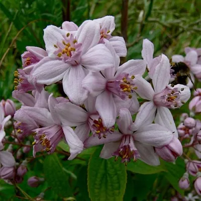 Дейция МОУНТ РОУЗ  Дейция МОУНТ РОУЗ в Реутове