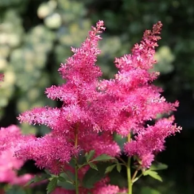 Астильба САННИ ДЕЙ гибридная в Реутове