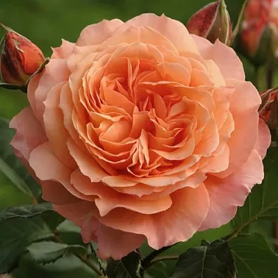 Саженцы роз БЕЛЬВЕДЕР шраб  Саженцы роз БЕЛЬВЕДЕР шраб в Реутове