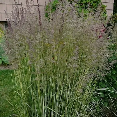 Вейник АВАЛАНШ остроцветковый в Реутове