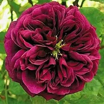 Саженцы роз ЗЕ ПРИНЦ английская  Саженцы роз ЗЕ ПРИНЦ английская в Реутове