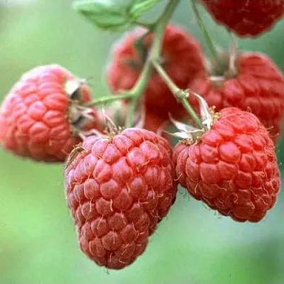 Малина ХЕРИТЕЙДЖ  Малина ХЕРИТЕЙДЖ в Реутове