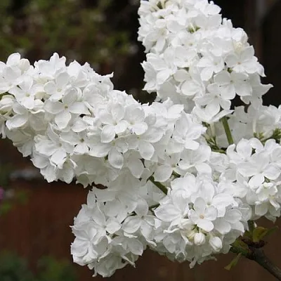 Сирень ФЛОРА  Сирень ФЛОРА в Реутове