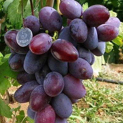 Средние сорта в Реутове