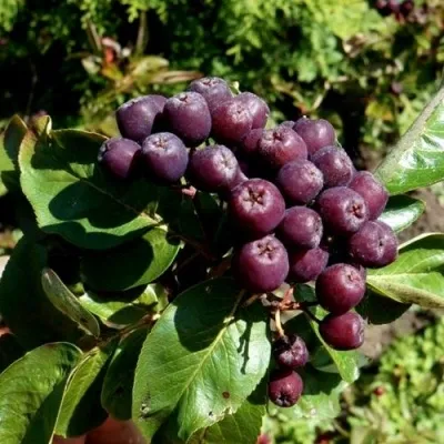 Рябина ЛИКЁРНАЯ сладкоплодная — описание сорта Рябина ЛИКЁРНАЯ сладкоплодная в Реутове