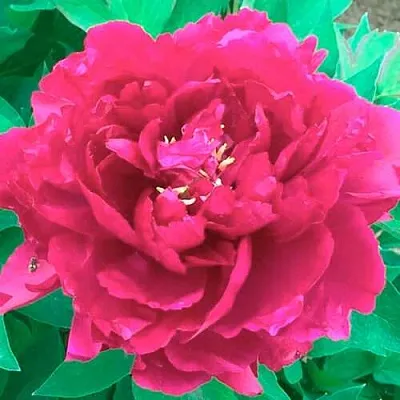 Пион ОСТРОВНОЙ МИНИСТР древовидный  Пион ОСТРОВНОЙ МИНИСТР древовидный в Реутове