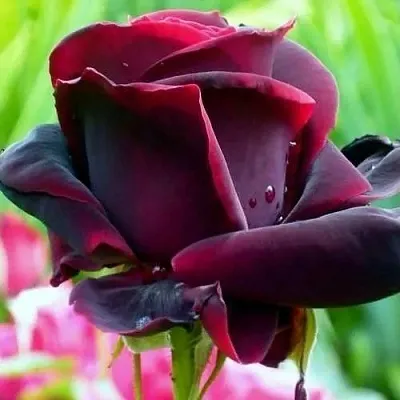 Саженцы роз ЧЕРНЫЙ ПРИНЦ чайно-гибридная в Реутове