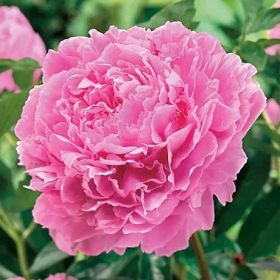 Пион МИСС ЭКХАРТ травянистый  Пион МИСС ЭКХАРТ травянистый в Реутове