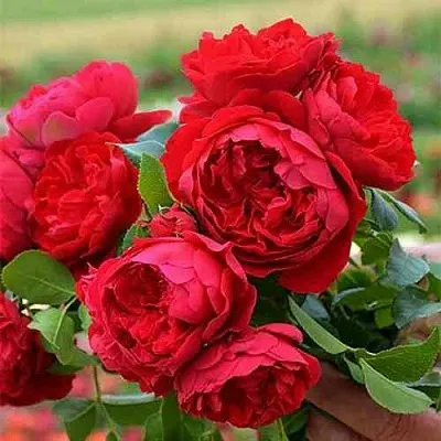 Саженцы роз ФЛОРЕНТИНА плетистая  Саженцы роз ФЛОРЕНТИНА плетистая в Реутове