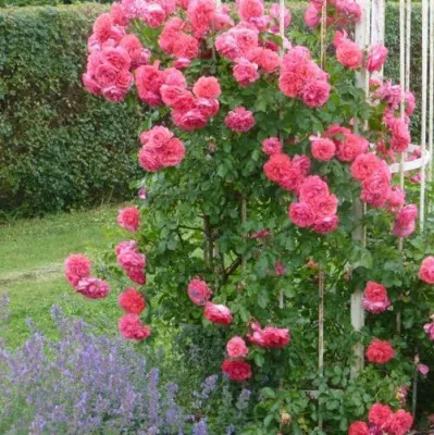 Саженцы роз РОЗЕУМ ЮТЕРСОН плетистая — описание сорта Саженцы роз РОЗЕУМ ЮТЕРСОН плетистая в Реутове