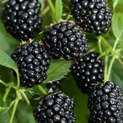 Ежевика АГАВАМ  Ежевика АГАВАМ в Реутове