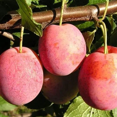 Слива ВИКТОРИЯ  Слива ВИКТОРИЯ в Реутове