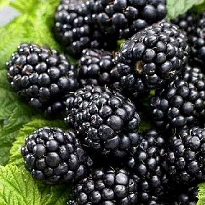 Ежевика БЖЕЗИНА бесшипная  Ежевика БЖЕЗИНА бесшипная в Реутове