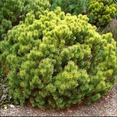 Ель ДАНС ДВАРФ обыкновення  Ель ДАНС ДВАРФ обыкновення в Реутове