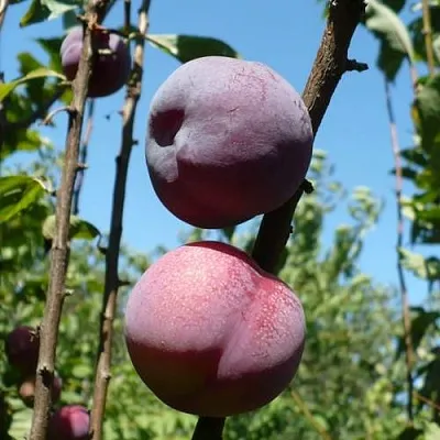 Плумкот ВЕЙ ВОНГ  Плумкот ВЕЙ ВОНГ в Реутове