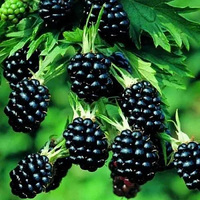 Ежевика КИТАНИНИ бесшипная  Ежевика КИТАНИНИ бесшипная в Реутове