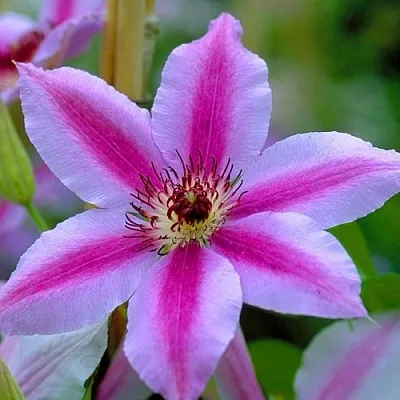 Клематис НЕЛЛИ МОЗЕР  Клематис НЕЛЛИ МОЗЕР в Реутове