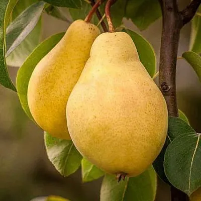 Осенние сорта  Осенние сорта в Реутове