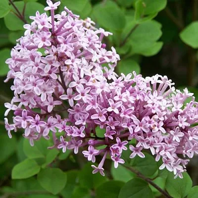 Сирень ПАЛИБИН   Сирень ПАЛИБИН  в Реутове