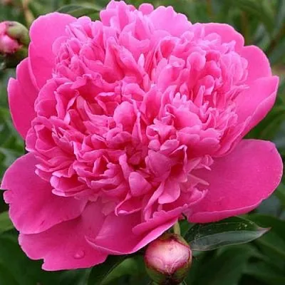 Пион ЭДУЛИС СУПЕРБА травянистый  Пион ЭДУЛИС СУПЕРБА травянистый в Реутове