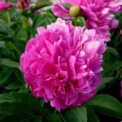 Пион ФЕЛИКС КРАУССЕ травянистый  Пион ФЕЛИКС КРАУССЕ травянистый в Реутове