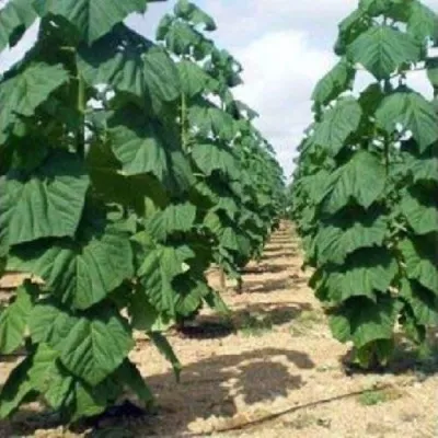 Павлония ПАО ТОГН Z07 — описание сорта Павлония ПАО ТОГН Z07 в Реутове