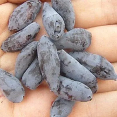 Жимолость съедобная ЧУЛЫМСКАЯ в Реутове