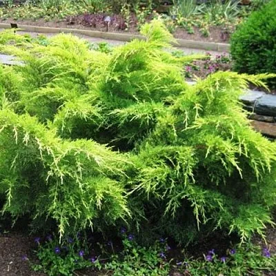 Можжевельник ГОЛД КОСТ средний  Можжевельник ГОЛД КОСТ средний в Реутове