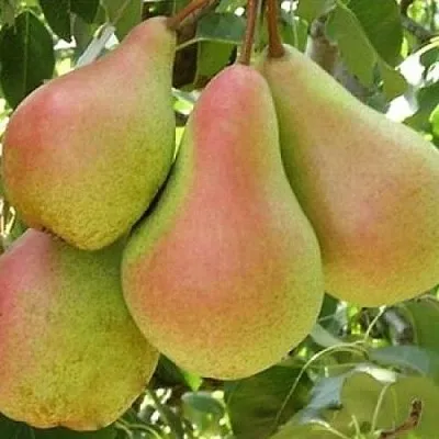 Груша ЛЕСНАЯ КРАСАВИЦА  Груша ЛЕСНАЯ КРАСАВИЦА в Реутове