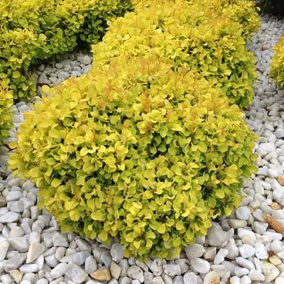 Барбарис БОНАНЗА ГОЛД тунберга  Барбарис БОНАНЗА ГОЛД тунберга в Реутове