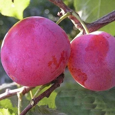 Слива ДЕЛИКАТНАЯ  Слива ДЕЛИКАТНАЯ в Реутове