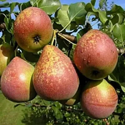 Груша МРАМОРНАЯ  Груша МРАМОРНАЯ в Реутове