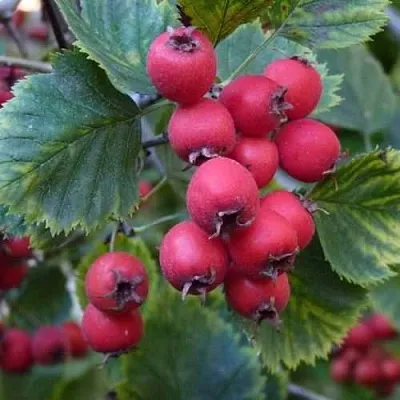 Боярышник АРНОЛЬДА в Реутове