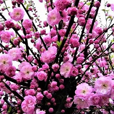 Миндаль  Миндаль в Реутове