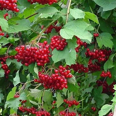 Калина КОМПАКТУМ  Калина КОМПАКТУМ в Реутове